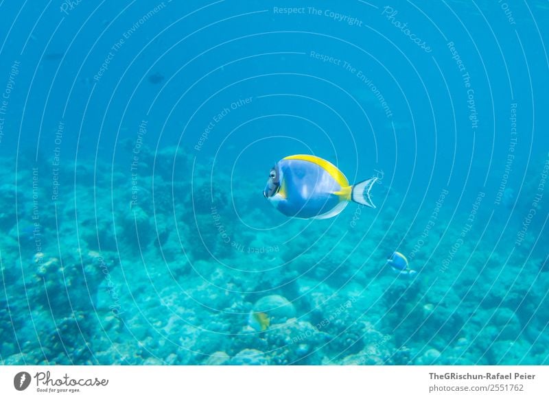 Fisch Tier 1 blau gelb türkis Unterwasseraufnahme Meer Schwimmsport Schnorcheln Lebewesen Flosse Meerwasser Korallen tauchen Ferien & Urlaub & Reisen entdecken