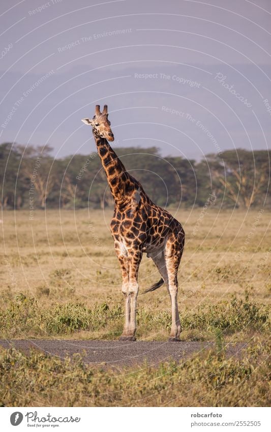 Giraffe im Lake Nakuru Nationalpark, Kenia, Afrika Ferien & Urlaub & Reisen Tourismus Safari Sommer Natur Landschaft Tier Himmel Wolken Gras Park See natürlich