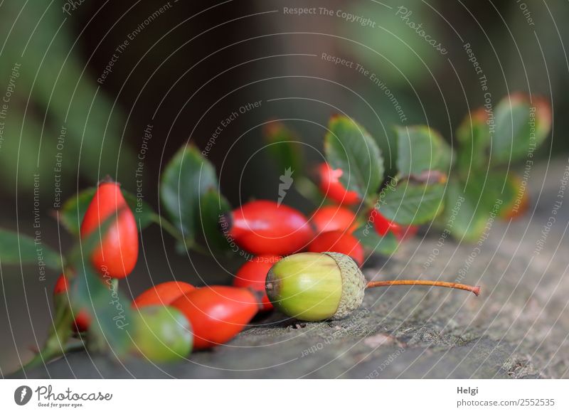 Herbstfrüchte Umwelt Natur Pflanze Blatt Hagebutten Eicheln Park Holz liegen klein natürlich braun grau grün rot Stimmung ästhetisch einzigartig Leben Frucht