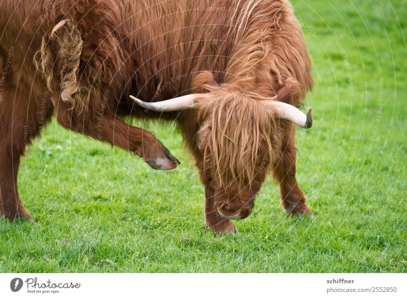 Arthrose | Alterserscheinungen Tier Nutztier Kuh Zoo 1 braun grün gelenkig Gelenk Rind Rindfleisch Rinderhaltung Schottisches Hochlandrind Galloway akrobatisch