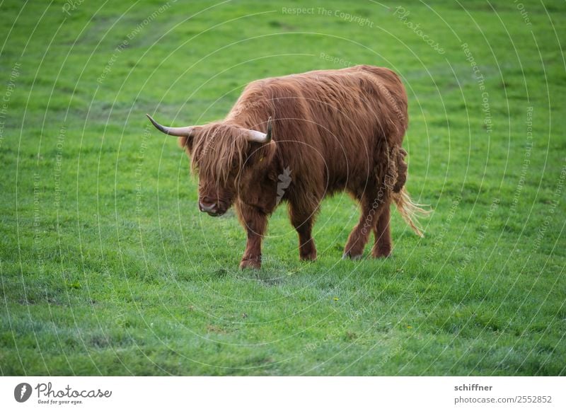 einsam und | verlassen Tier Nutztier Kuh 1 braun grün Rind Rinderhaltung Wiese Weide Gras Schottisches Hochlandrind laufen Spaziergang Einsamkeit einzeln gehen
