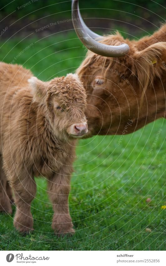 Mütterliche | Emotion Tier Haustier Nutztier Kuh Zoo Streichelzoo 2 Tierjunges Tierfamilie braun grün Mutter Mutterliebe Rind Rinderhaltung