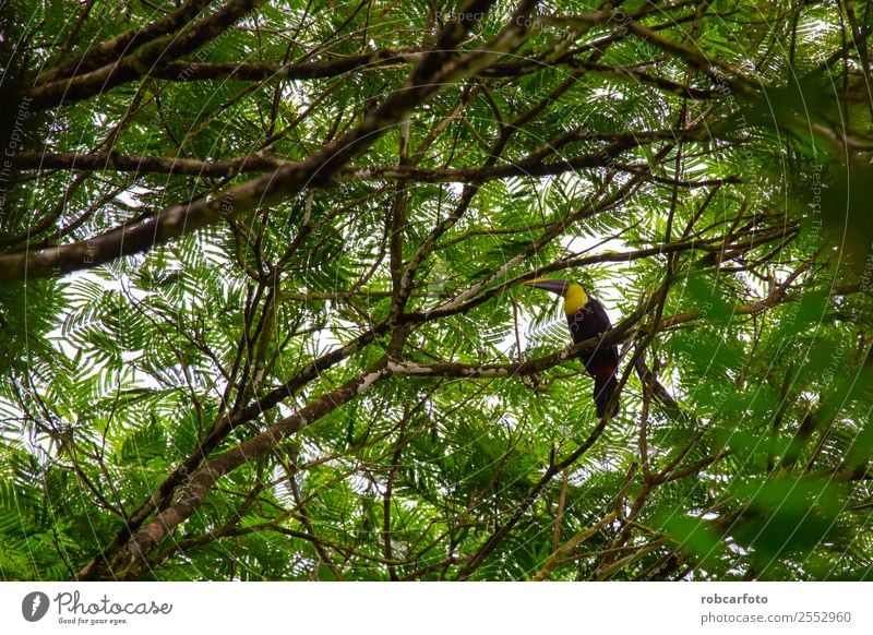 Tukan in Tortuguero Costa Rica schön Natur Tier Regen Baum Park Wald Urwald Vogel niedlich wild gelb grün schwarz Rippen Tierwelt Tukane tortuguero national