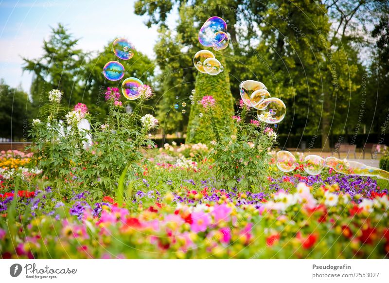 Seifenblasen im Park Kinderspiel Pflanze Sommer Schönes Wetter Blume Gras Sträucher Blühend glänzend leuchten Fröhlichkeit rund Kitsch Leichtigkeit mehrfarbig