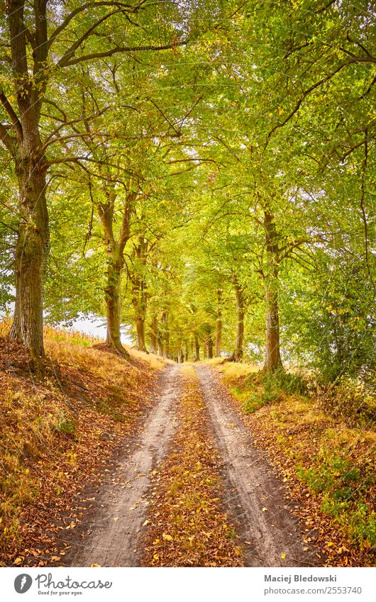 Panoramastraße in einem Herbstwald Ferien & Urlaub & Reisen Ausflug Abenteuer Expedition Camping Natur Landschaft Baum Wald Straße Wege & Pfade träumen braun