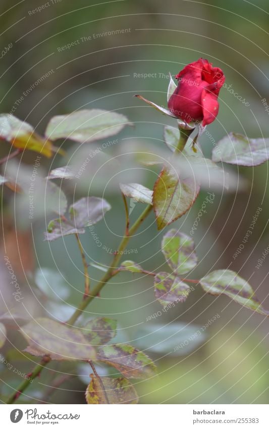 Für dich soll's rote Rosen regnen Natur Herbst Blume Blatt Blüte Garten Blühend ästhetisch natürlich schön Gefühle Romantik Duft Farbe Stil Farbfoto