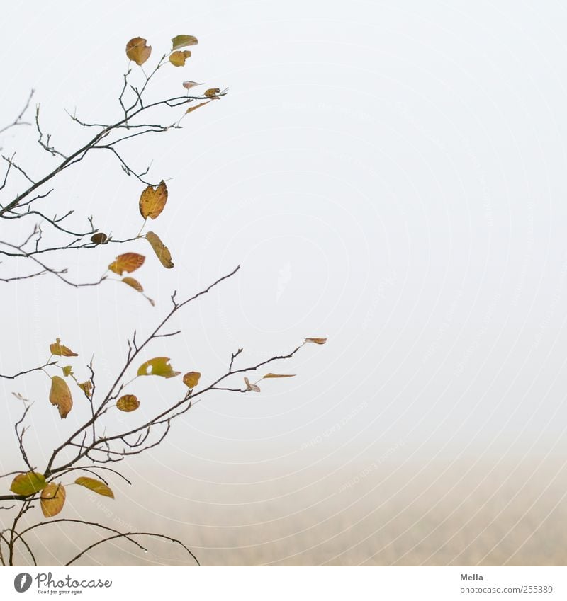 Für Dich soll's bunte Bilder regnen Umwelt Natur Pflanze Luft Herbst Nebel Baum Blatt Ast Feld verblüht dehydrieren hell natürlich trist grau ruhig Verfall