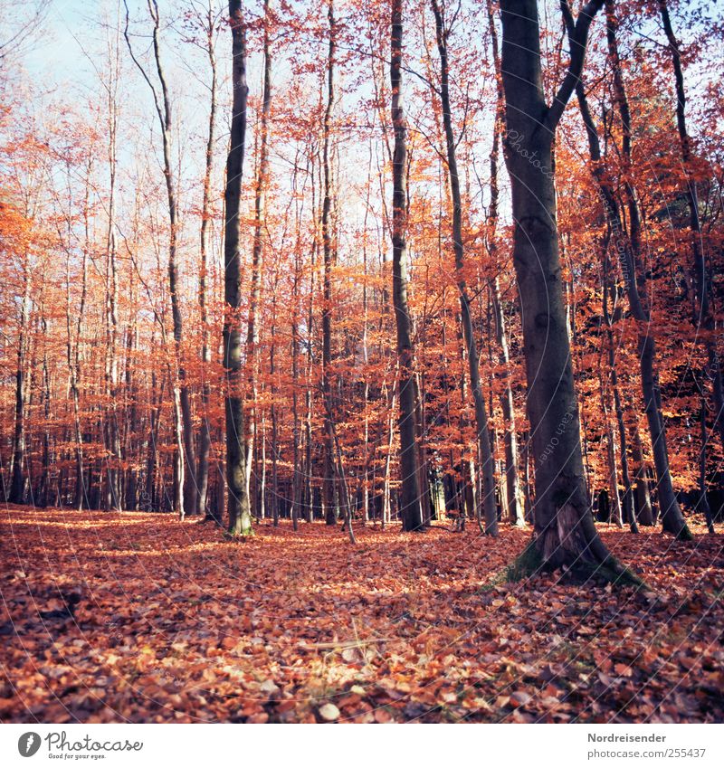 Für dich soll's bunte Bilder regnen Sinnesorgane Erholung ruhig Duft Landwirtschaft Forstwirtschaft Natur Landschaft Pflanze Herbst Wald dehydrieren