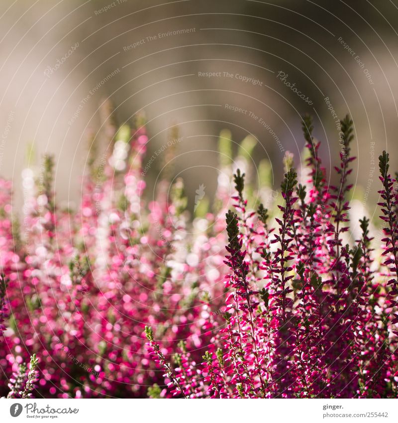 Für dich soll's bunte Bilder regnen Umwelt Natur Pflanze Blume Sträucher Blatt Blüte Nutzpflanze Bergheide Wachstum ästhetisch Duft dünn schön violett weiß