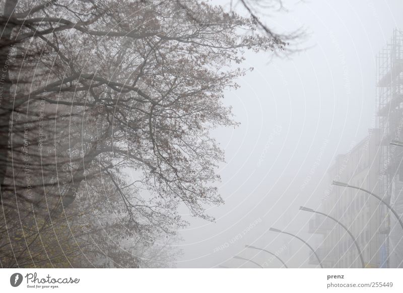 für euch soll`s bunte bilder regnen schlechtes Wetter Nebel Baum Hauptstadt Haus Gebäude Fassade grau Ast Laterne Farbfoto Außenaufnahme Textfreiraum oben