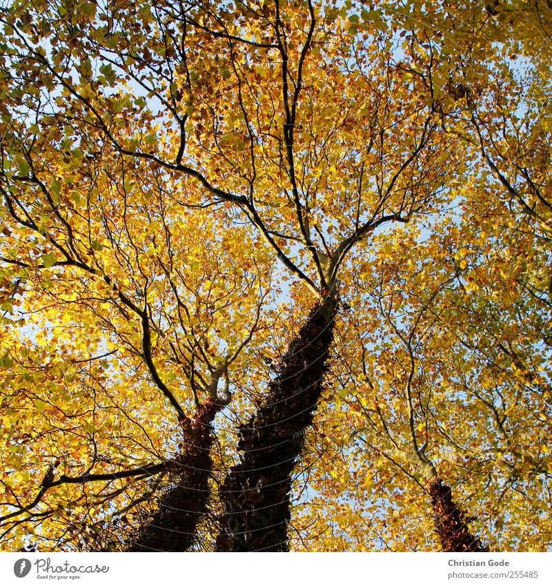 Für dich solls lauter Blätter regnen Umwelt Natur Landschaft Pflanze Tier Luft Baum Efeu Blatt Garten Park Feld Wald braun Linie Blätterdach Herbst Ast