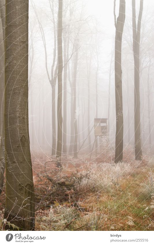 Für euch soll`s bunte Bilder regnen ... Umwelt Natur Landschaft Pflanze Herbst Wetter Nebel Eis Frost Baum Wald authentisch außergewöhnlich Einsamkeit Idylle