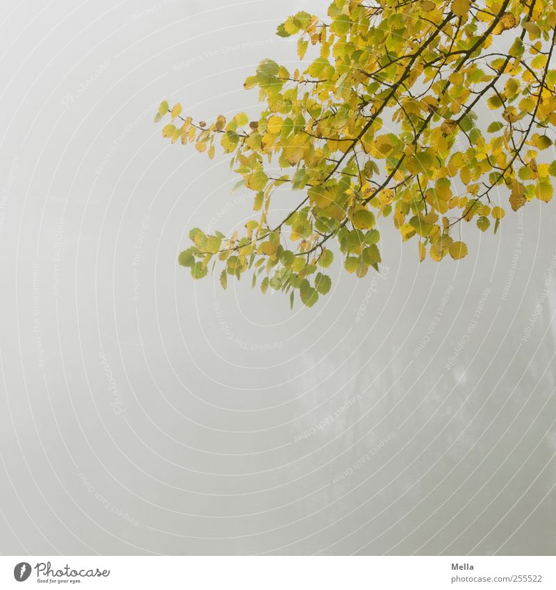 Für Dich soll's bunte Bilder regnen Umwelt Natur Pflanze Herbst Nebel Baum Blatt Ast dehydrieren Wachstum natürlich trist grau ruhig Verfall Zeit Farbfoto