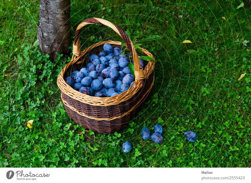 Zwetschgenernte Lebensmittel Frucht Bioprodukte Sommer Garten Natur Baum Gras frisch Gesundheit saftig süß blau braun grün genießen Pflaume Korb Ernte