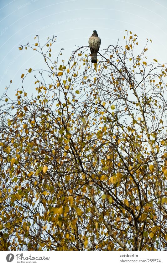 Taube auf Birke Umwelt Natur Pflanze Tier Herbst Klima Klimawandel Wetter Baum Vogel 1 sitzen warten oben Himmel Blätterdach Blatt Herbstlaub Farbfoto