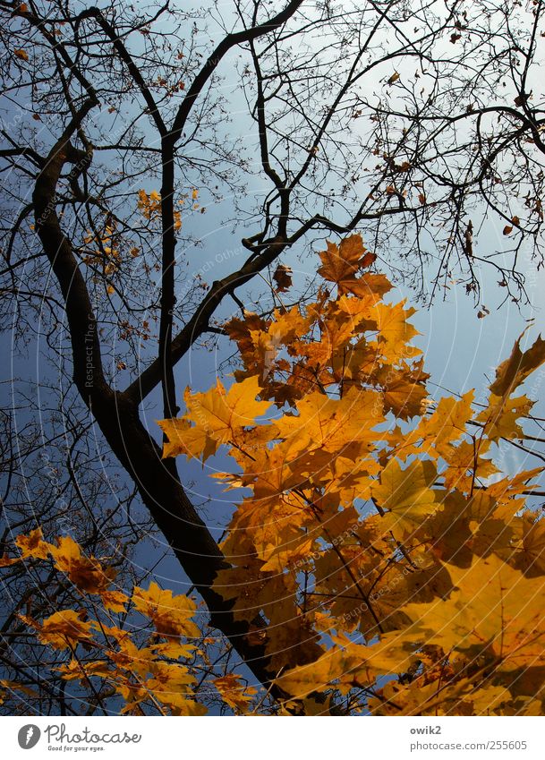 Herbstpalette Umwelt Natur Landschaft Pflanze Luft Wolkenloser Himmel Klima Wetter Schönes Wetter Baum Blatt Wildpflanze Zweige u. Äste Bewegung fallen leuchten