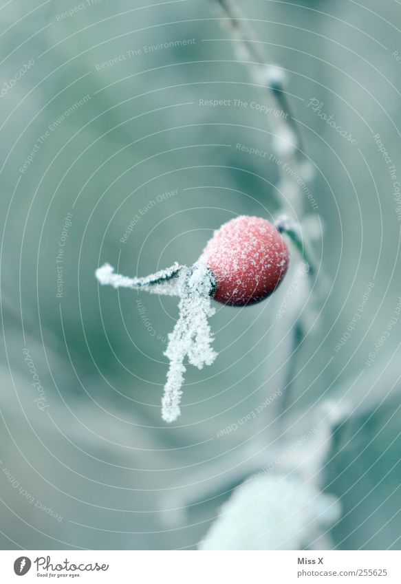 Hagebutte Winter schlechtes Wetter Eis Frost Schnee Sträucher Blatt kalt Hagebutten Hundsrose Raureif Ast Zweig Zweige u. Äste Farbfoto Außenaufnahme