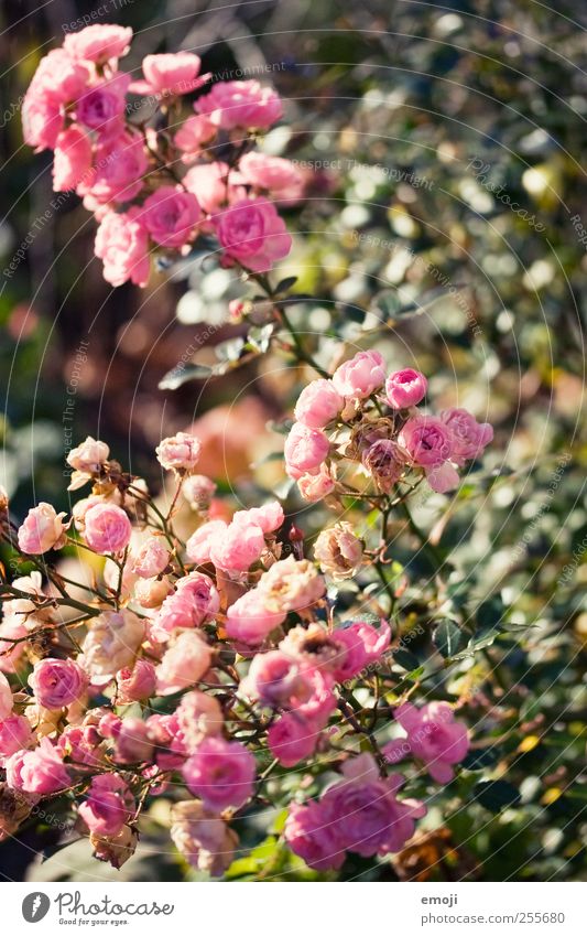 la vie en rose Pflanze Blume Sträucher Rose Blatt Blüte natürlich rosa Farbfoto Außenaufnahme Nahaufnahme Detailaufnahme Menschenleer Tag Schwache Tiefenschärfe