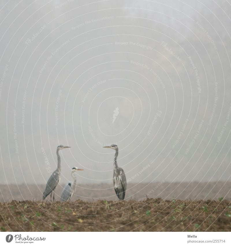 Dreierreiher Umwelt Natur Landschaft Tier Erde Nebel Feld Vogel Reiher Graureiher 3 Blick stehen frei Zusammensein natürlich trist grau Pause Farbfoto