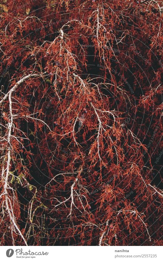 Rote organische Textur von einem Herbstbaum Umwelt Natur Klima Baum Blatt Grünpflanze Wildpflanze Wald Holz ästhetisch dunkel authentisch groß Unendlichkeit