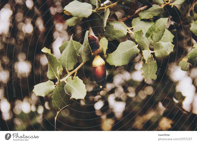 Eichel- und Baumblätter im Herbst Umwelt Natur Sonnenlicht Winter Blatt Eicheln Unschärfe Wald ästhetisch authentisch einfach frisch schön natürlich neu wild