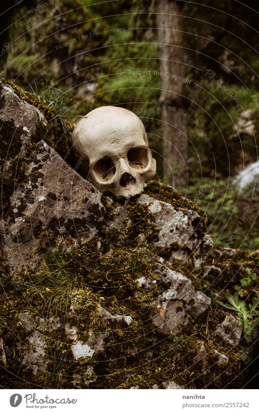 Alter menschlicher Schädel in der Natur Halloween Umwelt Pflanze Frühling Winter Klima Moos Wald Felsen alt dreckig dunkel authentisch gruselig einzigartig
