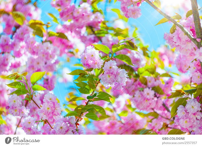 Kirschblüten - Japanische Blütenkirsche [10042011_0018] Umwelt Natur Landschaft Pflanze Sonne Frühling Schönes Wetter Baum Nutzpflanze Garten Park natürlich