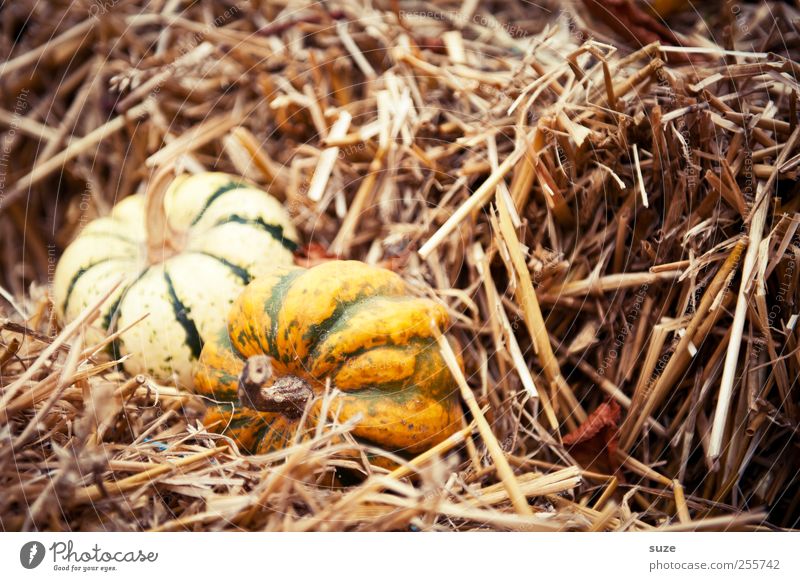 2 im Stroh Lebensmittel Gemüse Bioprodukte Vegetarische Ernährung Dekoration & Verzierung Feste & Feiern Halloween Herbst klein natürlich niedlich rund gelb