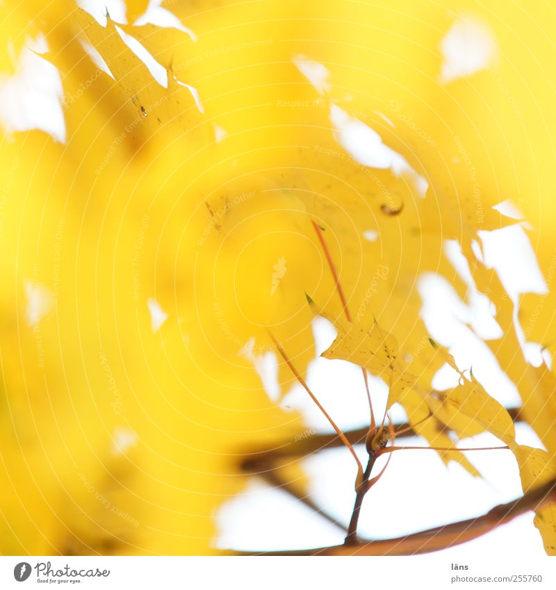 gelb Umwelt Pflanze Herbst Baum Blatt leuchten gold Wandel & Veränderung Ast menschenleer Strahlend Farbfoto Textfreiraum links Textfreiraum oben Sonnenlicht