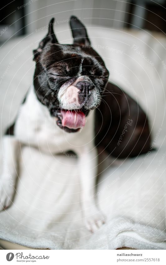 Boston Terrier Portrait Wohlgefühl Zufriedenheit Häusliches Leben Wärme Tier Hund französische Bulldogge 1 Decke Bett Erholung genießen schlafen träumen elegant