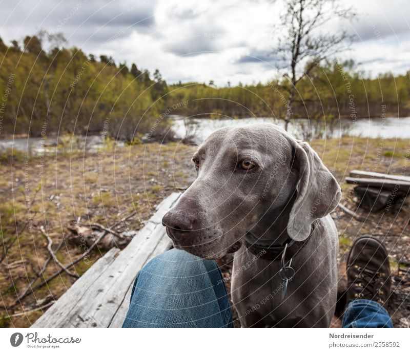 Beste Freundin Ausflug Freiheit wandern Mensch Mann Erwachsene Natur Seeufer Flussufer Wanderschuhe Tier Haustier Hund Kommunizieren Freundlichkeit Neugier