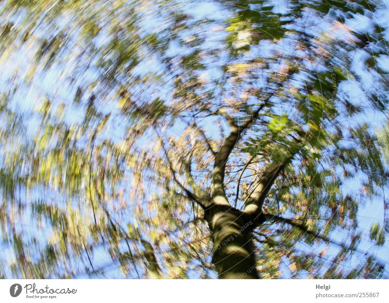 Drehwurm... Umwelt Natur Pflanze Wolkenloser Himmel Herbst Schönes Wetter Baum Blatt Bewegung drehen Wachstum außergewöhnlich fantastisch schön einzigartig