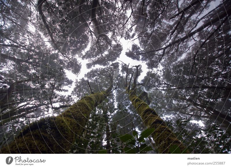 Nebelwald Pflanze Himmel Klima Baum Moos Wald dunkel gigantisch gruselig hoch grün streben Baumstamm bemoost Gedeckte Farben Außenaufnahme Tag Gegenlicht