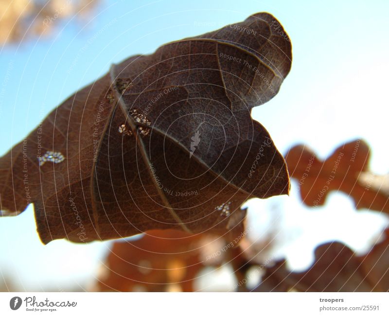 Herbstblatt Blatt Herbstlaub Nahaufnahme Detailaufnahme welk