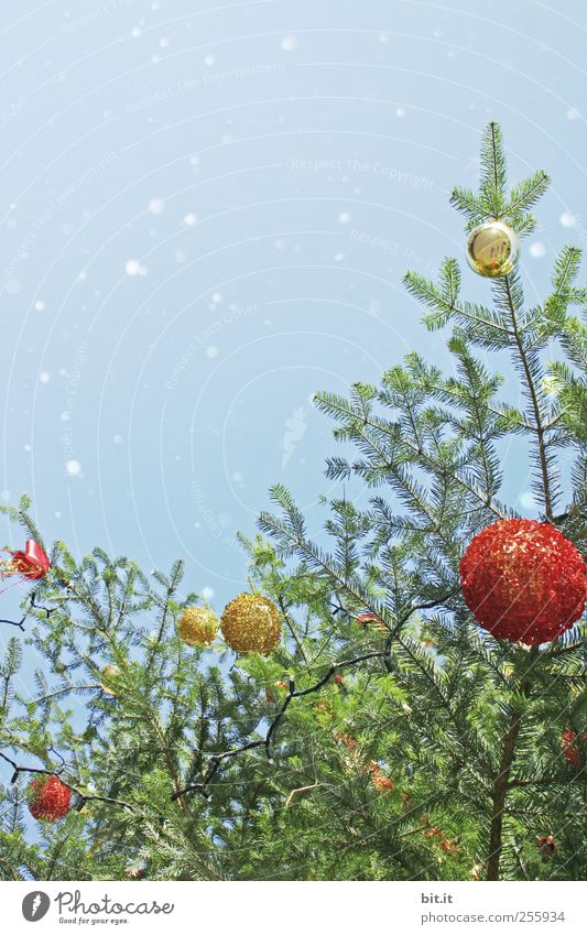 Weihnachtsbaum Feste & Feiern Umwelt Himmel Schnee Schneefall Baum Kitsch Krimskrams Glas glänzend hängen rund blau gold rot Vorfreude Tradition