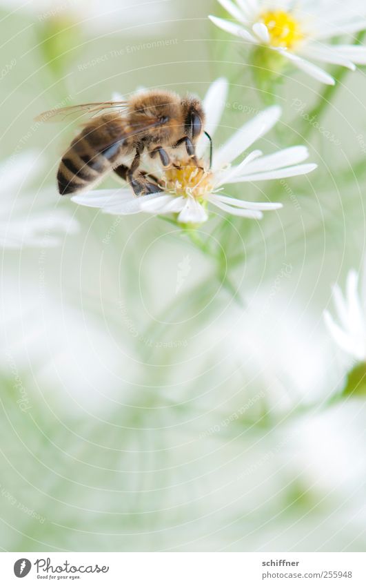 Der Versuchung erlegen Natur Pflanze Blume Tier 1 Blühend weiß bestäuben Biene Blüte Blütenpflanze leicht Leichtigkeit zart schön Detailaufnahme Makroaufnahme