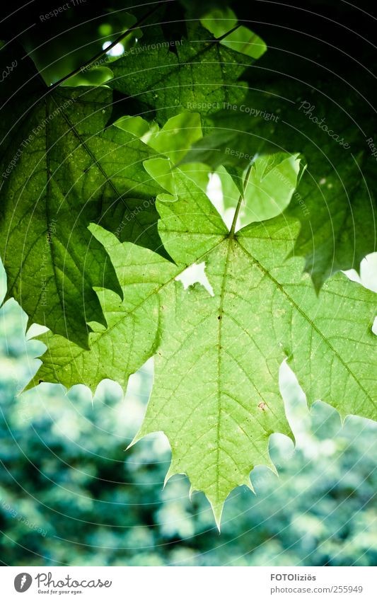 Grüner Herbst Natur Pflanze Baum Blatt Ahornblatt Park Wald kalt blau grün Wachstum Farbfoto Außenaufnahme Menschenleer Tag Kontrast Silhouette