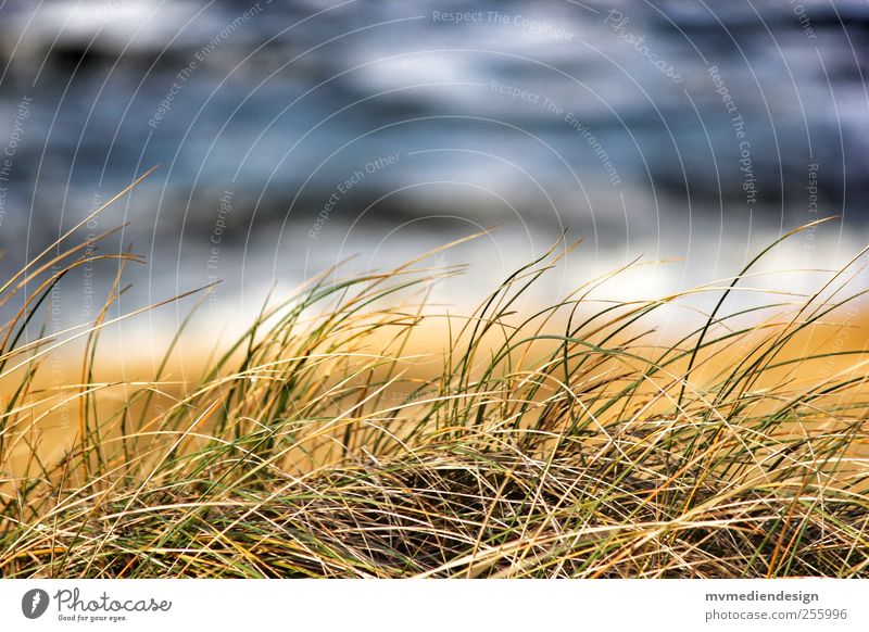 Sylter Dünengras Natur Landschaft Schönes Wetter Gras Küste Strand Nordsee Freude träumen Insel Meer Wellen Wasser Farbfoto Textfreiraum oben Tag Unschärfe