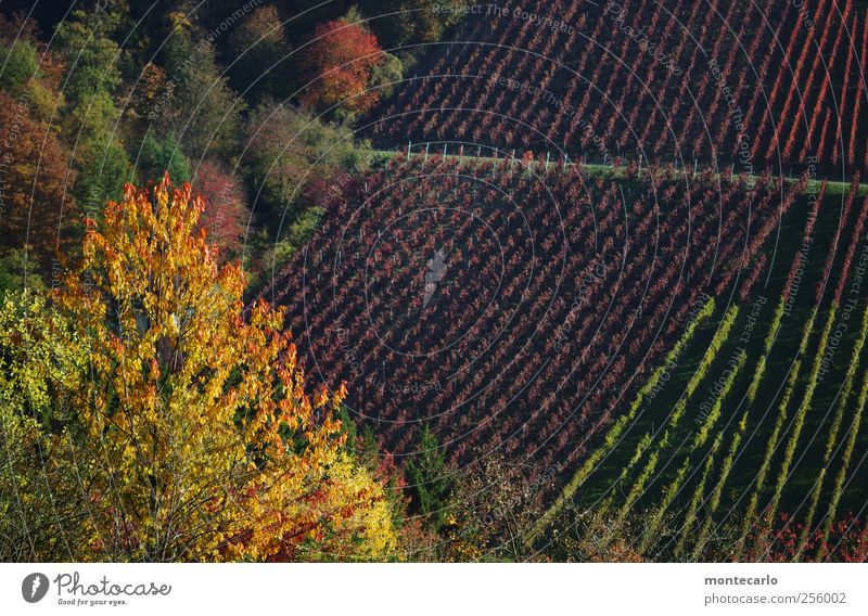 Heilbronner.. Umwelt Natur Landschaft Pflanze Sonne Sonnenlicht Herbst Schönes Wetter Sträucher Blatt Grünpflanze Nutzpflanze Wildpflanze Wald Hügel authentisch