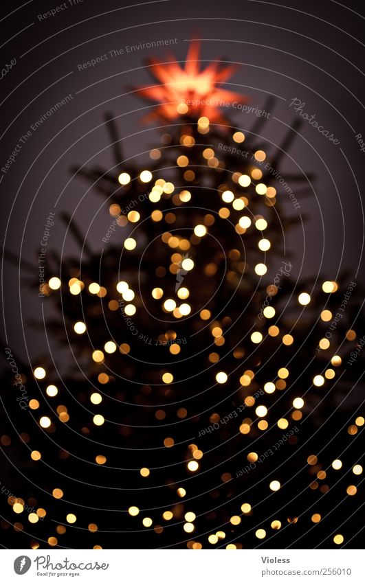 Licht im Dunkel Feste & Feiern Weihnachten & Advent leuchten Vorfreude Geborgenheit besinnlich Weihnachtsbaum Christbaumkugel Stern (Symbol) Tannenbaumspitze