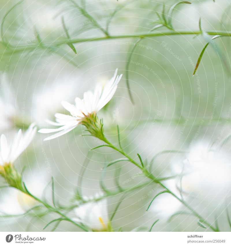 Neue Versuchung Natur Pflanze Blume Blüte weiß weich leicht zart zartes Grün Leichtigkeit filigran duftig unschuldig Blütenblatt Blütenkelch Blütenstauden