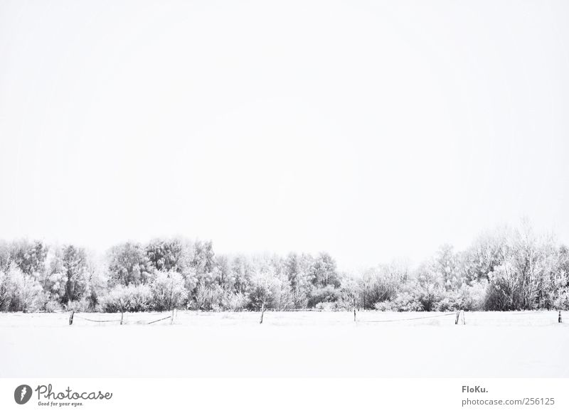 verschollen Umwelt Natur Landschaft Wolken Winter schlechtes Wetter Eis Frost Schnee Baum Feld Wald kalt trist weiß Zaun grau minimalistisch Schneelandschaft