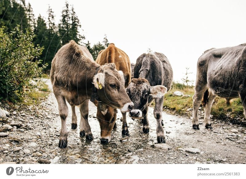 Pitztaler Kälber Berge u. Gebirge wandern Natur Landschaft Alpen Nutztier Kuh 4 Tier Herde Liebe Spielen nachhaltig Freundschaft Zusammensein ruhig Idylle