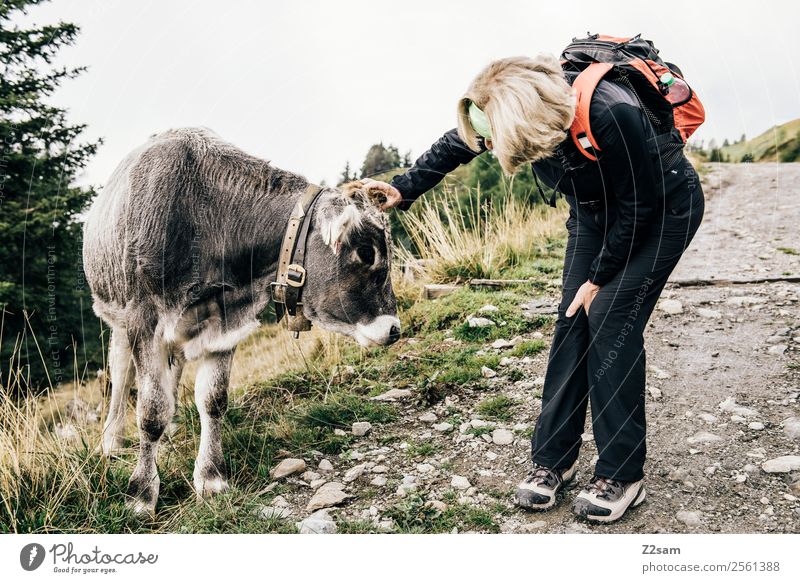 Frau streichelt Kuh Freizeit & Hobby Berge u. Gebirge wandern Erwachsene Weiblicher Senior 60 und älter Umwelt Natur Landschaft Alpen Rucksack blond Nutztier 1