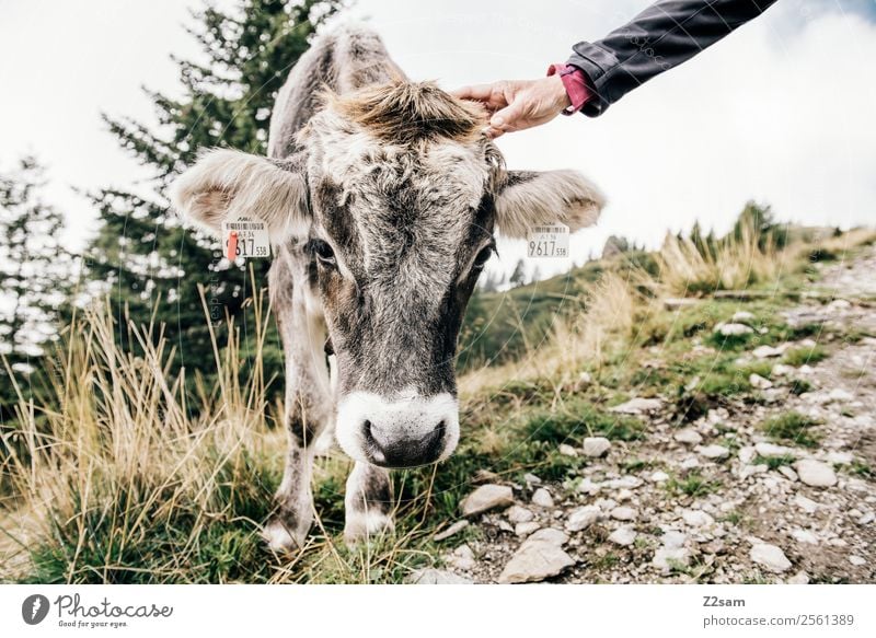 Kuh streicheln Berge u. Gebirge wandern Frau Erwachsene Hand Natur Landschaft Herbst Sträucher Wiese Alpen Nutztier 1 Tier streichen Freundlichkeit Neugier