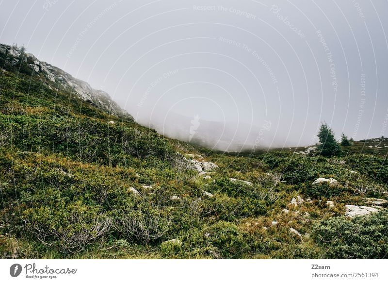 Venetberg Berge u. Gebirge wandern Umwelt Natur Landschaft Herbst schlechtes Wetter Nebel Sträucher Wiese Wald Alpen bedrohlich natürlich grün Traurigkeit