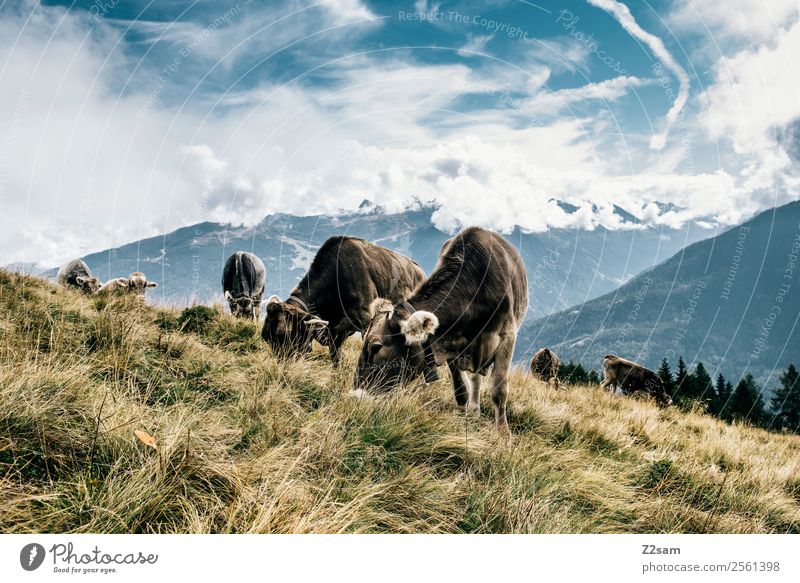 Pitztaler Kühe Ferien & Urlaub & Reisen Berge u. Gebirge wandern Umwelt Natur Landschaft Himmel Wolken Sommer Schönes Wetter Wiese Alpen Gipfel Nutztier Kuh