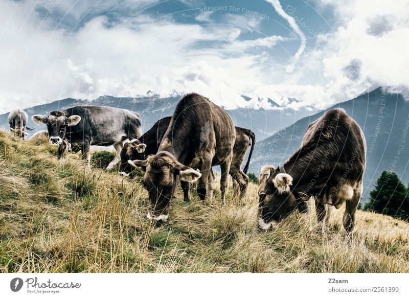 Pitztaler Kühe Natur Landschaft Himmel Wolken Sommer Schönes Wetter Gras Alpen Berge u. Gebirge Gipfel Nutztier Kuh Herde Essen stehen nachhaltig natürlich blau