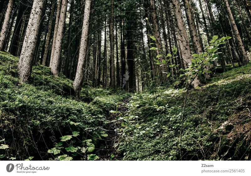 Wald | Berge | Alpen Umwelt Natur Landschaft Pflanze Baum Gras Sträucher Moos frisch nachhaltig natürlich grün ruhig Farbe Gesundheit Idylle Umweltschutz