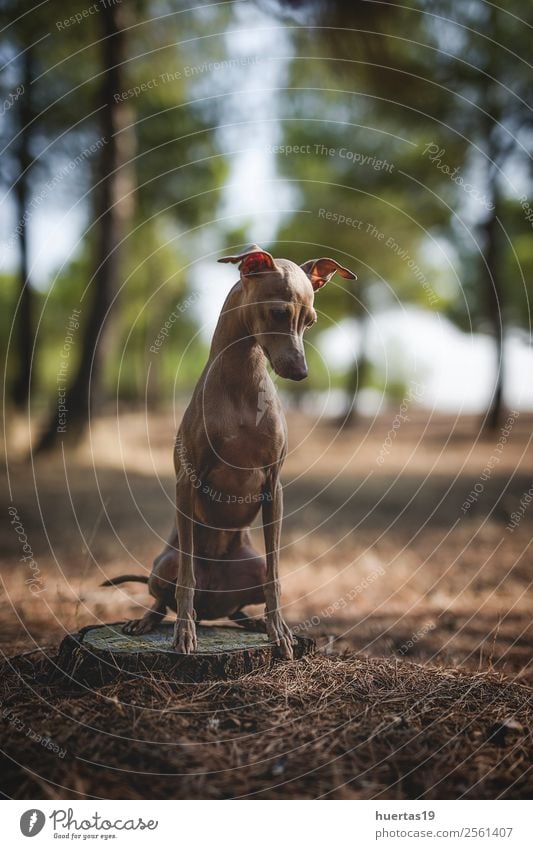 Kleiner italienischer Windhundhund Glück schön Freundschaft Natur Tier Baum Wald Haustier Hund 1 Freundlichkeit Fröhlichkeit lustig braun Gefühle Sympathie
